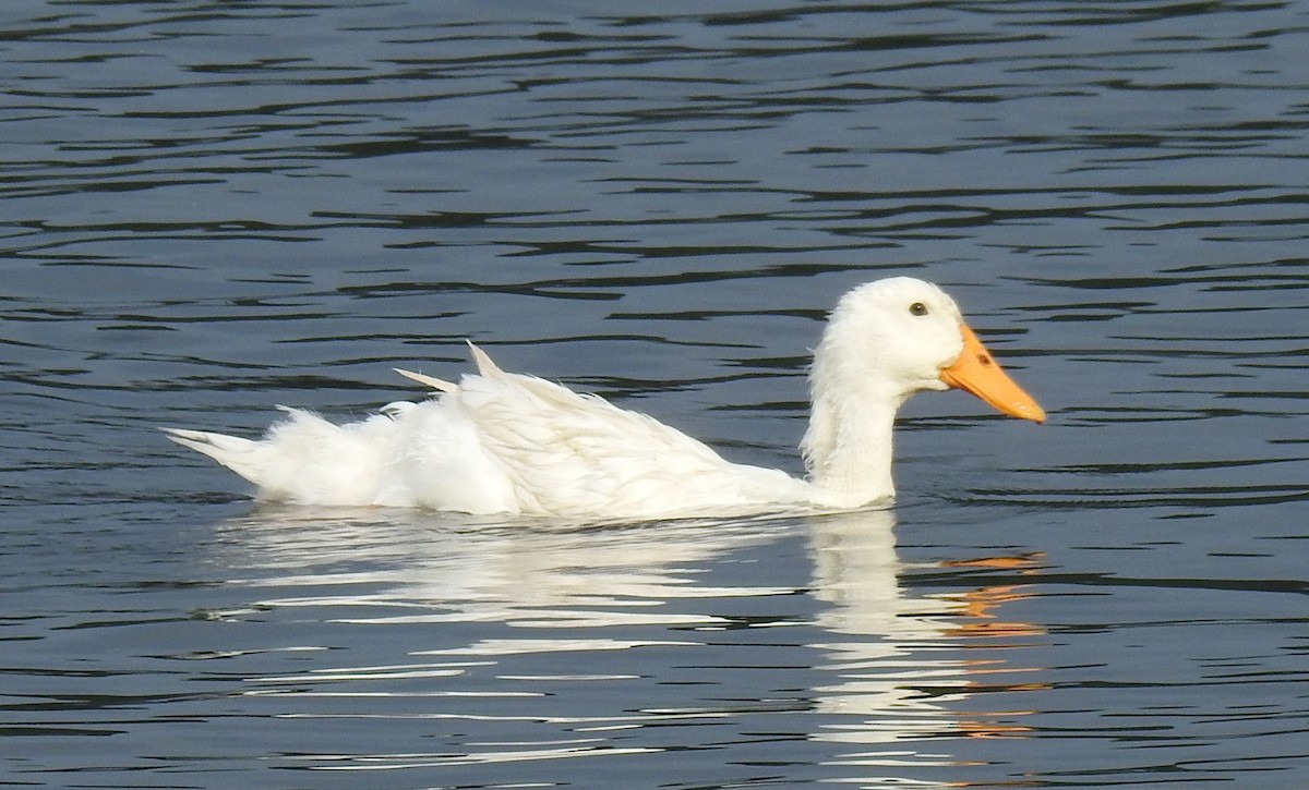 tanımsız ördek (Anatinae sp.) - ML620889046