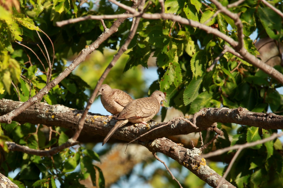 Inca Dove - ML620889047