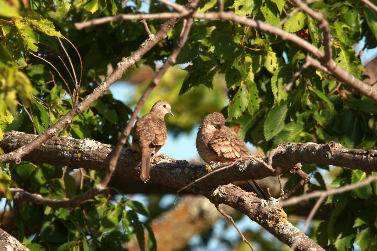 Inca Dove - ML620889048