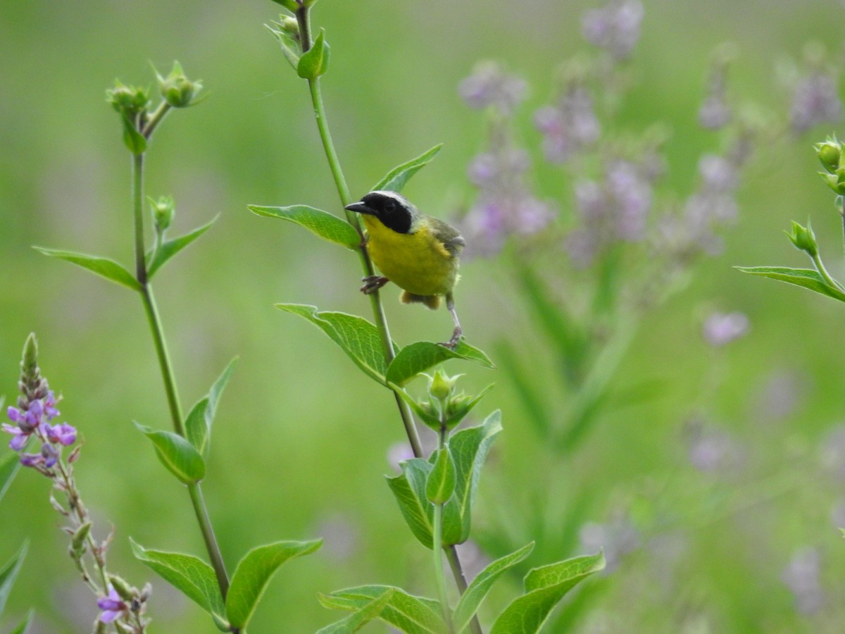 Common Yellowthroat - ML620889049