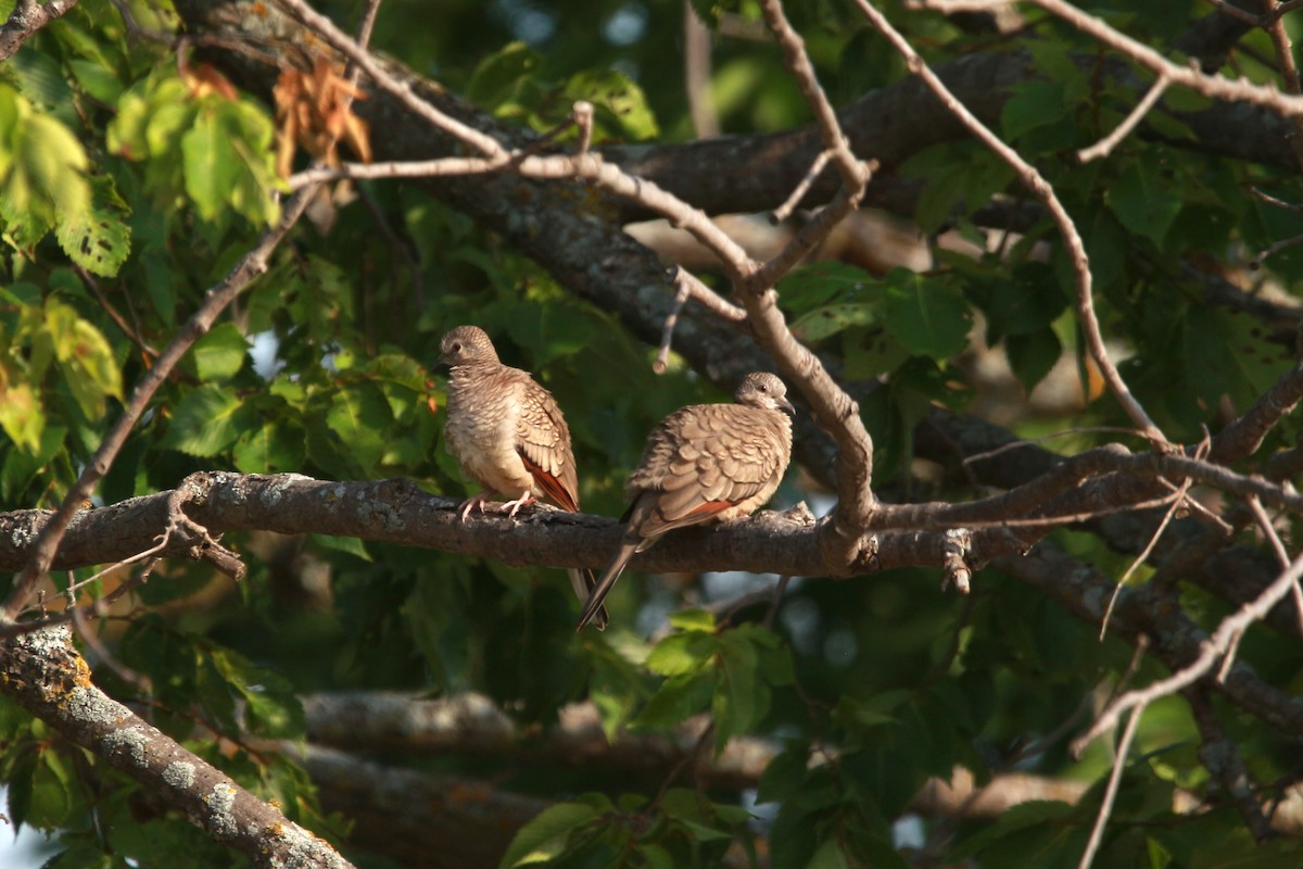 Inca Dove - ML620889051