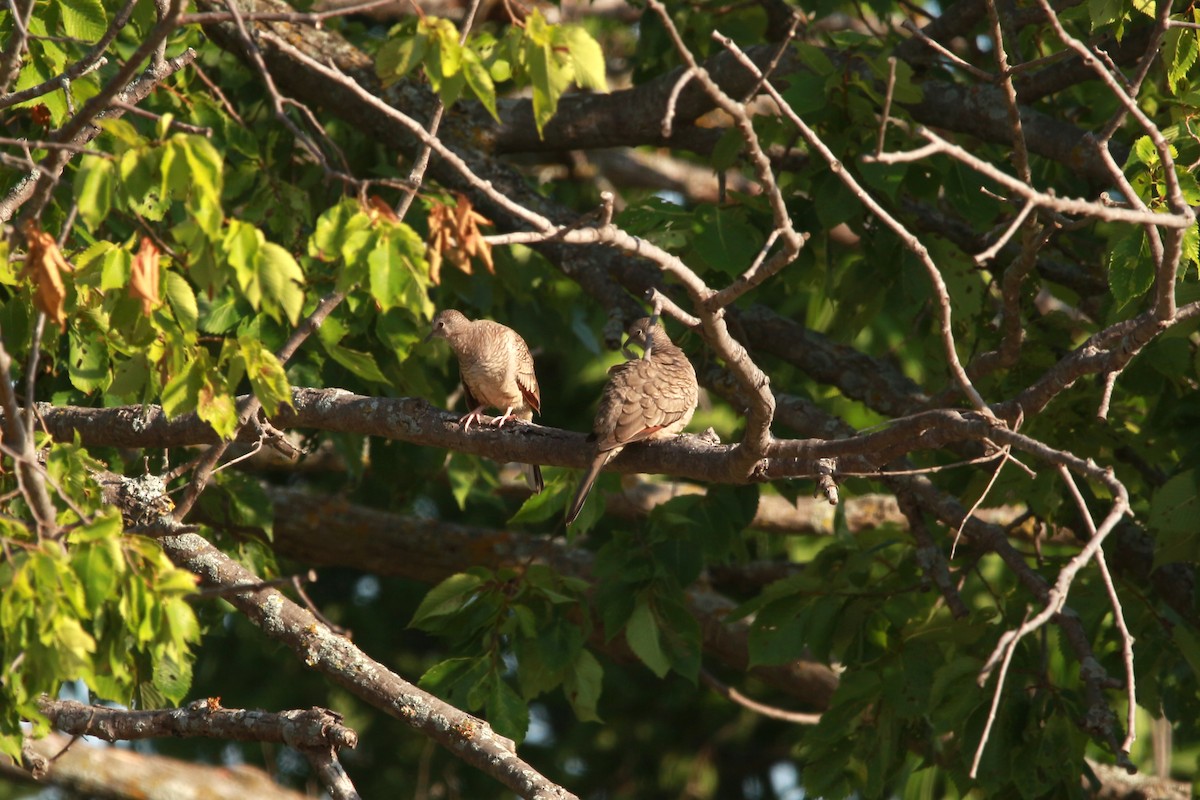 Inca Dove - ML620889052