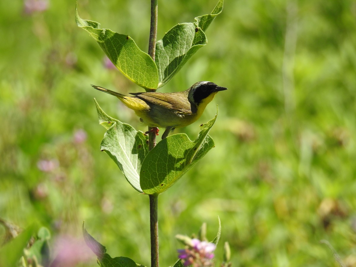 Common Yellowthroat - Mark Philippart