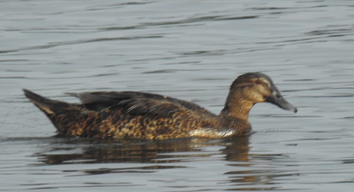 tanımsız ördek (Anatinae sp.) - ML620889055