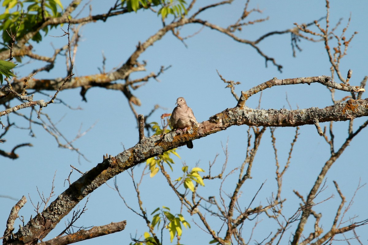 Inkatäubchen - ML620889056