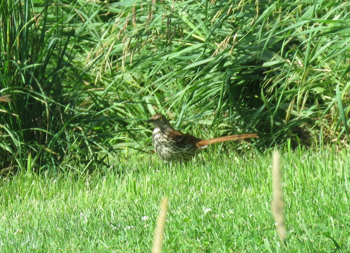 Brown Thrasher - ML620889069