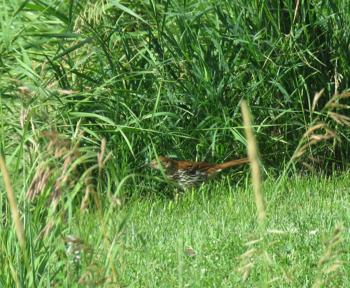 Brown Thrasher - ML620889070