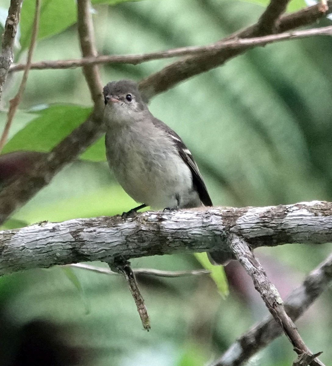 Greater Antillean Elaenia (Jamaican) - Jeff Hollobaugh