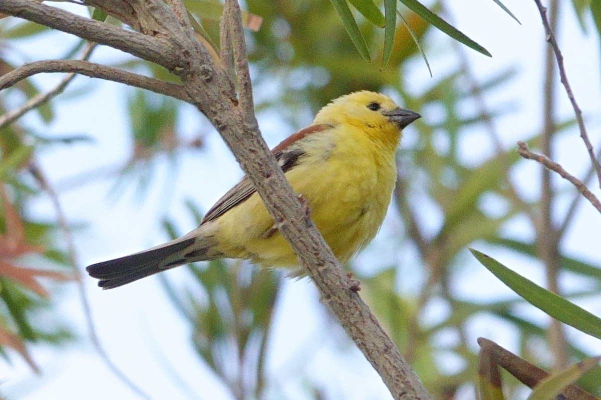 Sudan Golden Sparrow - ML620889077