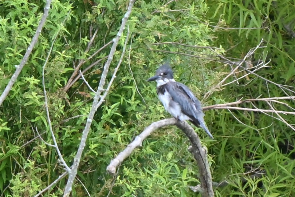 Martin-pêcheur d'Amérique - ML620889079