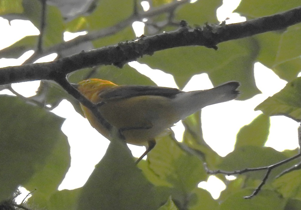 Paruline orangée - ML620889081