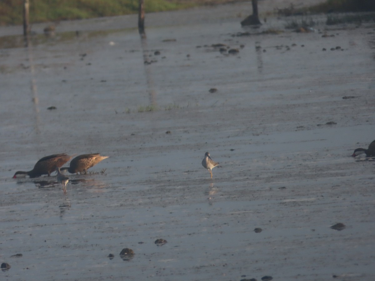 White-cheeked Pintail - ML620889088