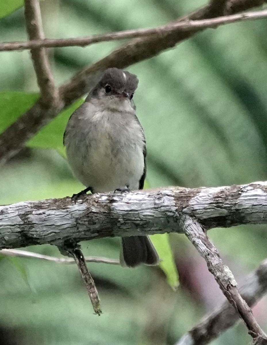 Greater Antillean Elaenia (Jamaican) - ML620889089