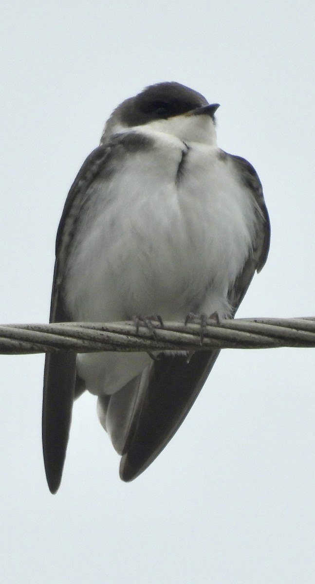 Golondrina Bicolor - ML620889090