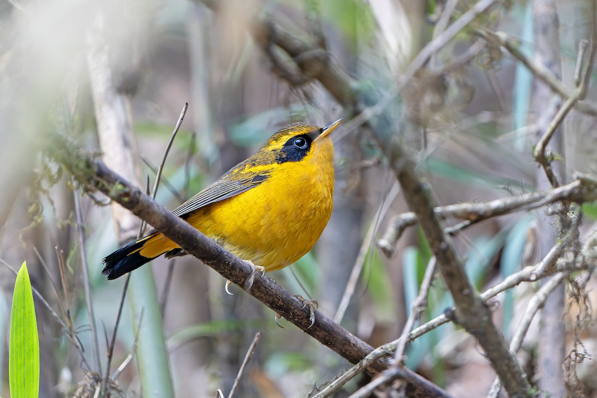 Golden Bush-Robin - ML620889095