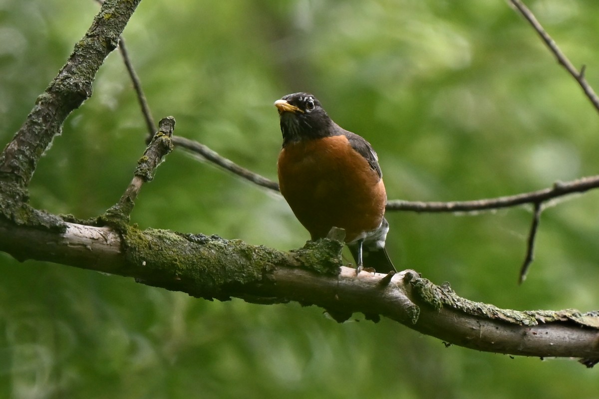 American Robin - ML620889096