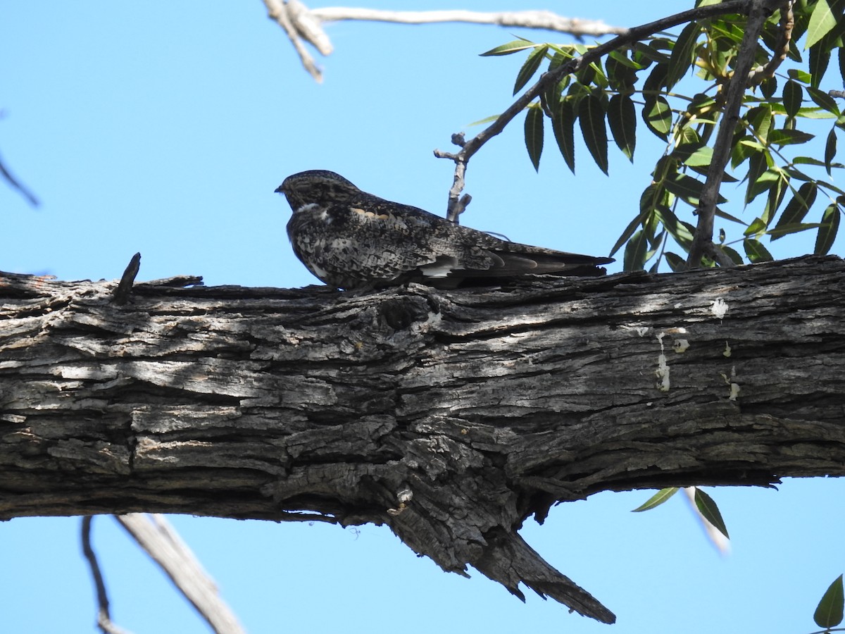 Common Nighthawk - ML620889098