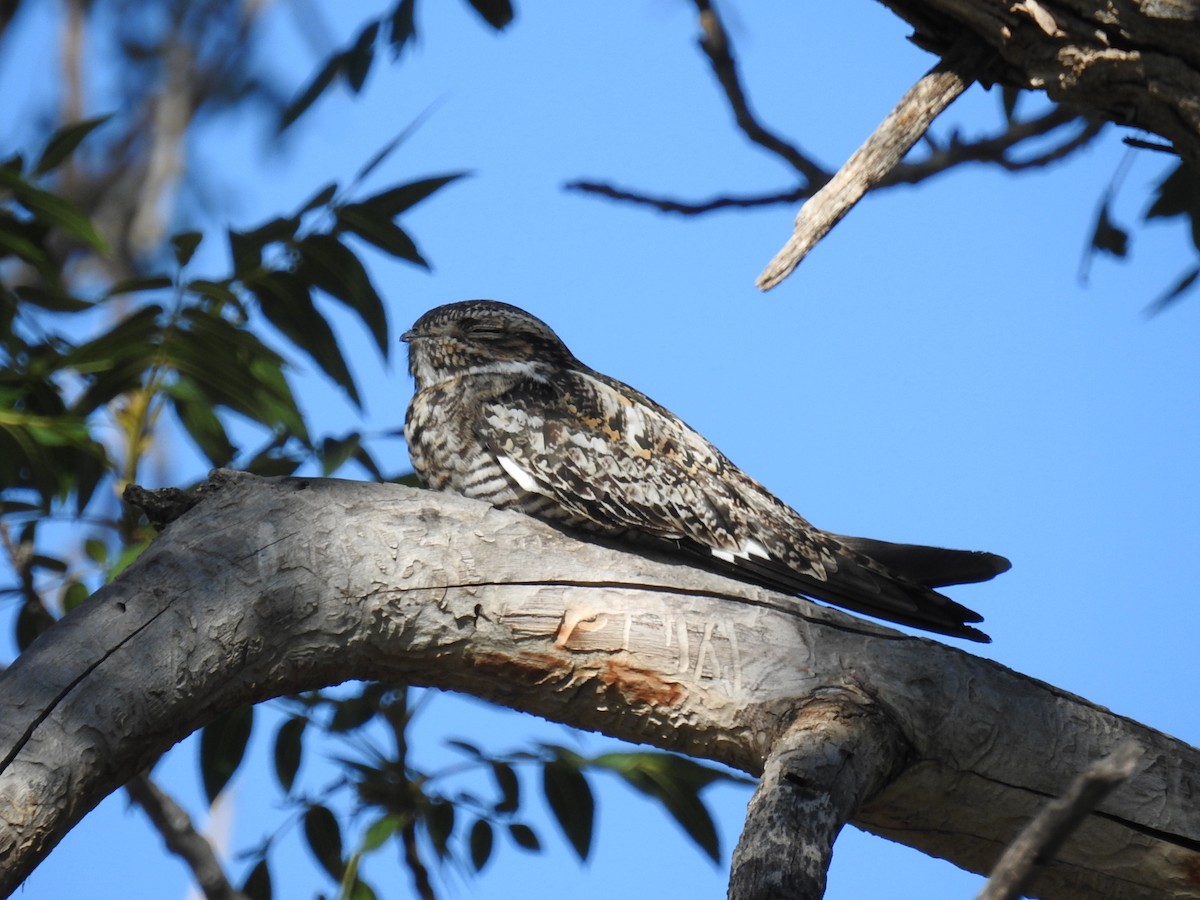 Common Nighthawk - ML620889101