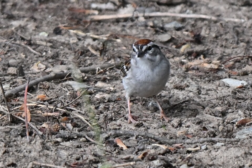 Chipping Sparrow - ML620889102
