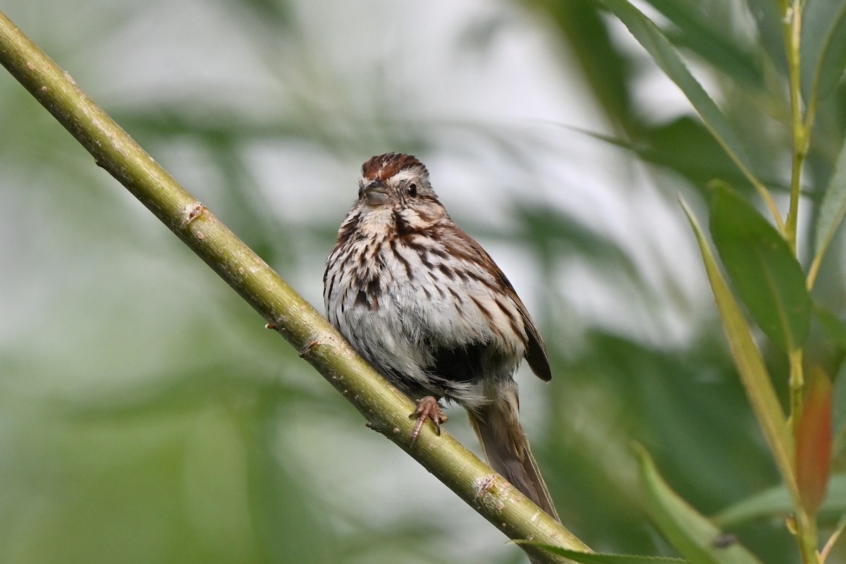 Song Sparrow - ML620889106