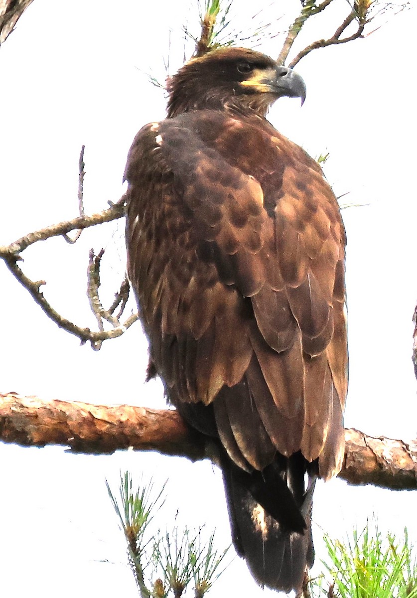 Weißkopf-Seeadler - ML620889107