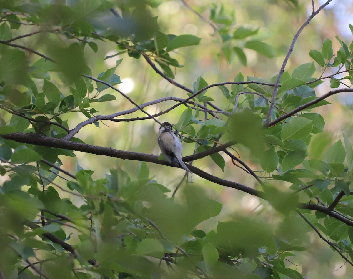 Black-capped Chickadee - Andrew S. Aldrich