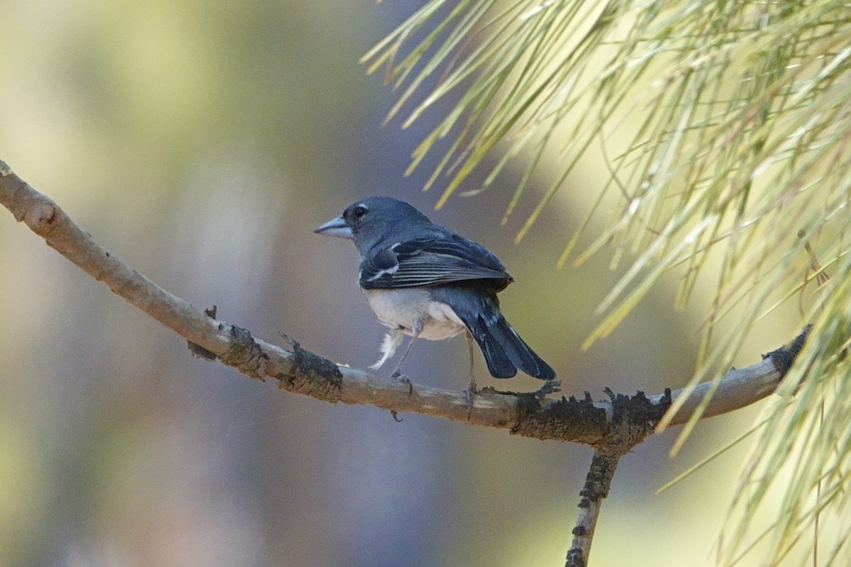 Gran Canaria Blue Chaffinch - ML620889109