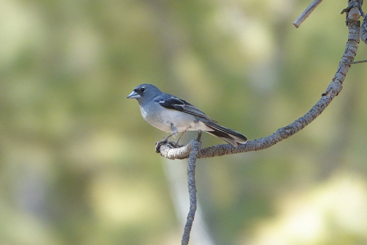 Gran Canaria Blue Chaffinch - ML620889110