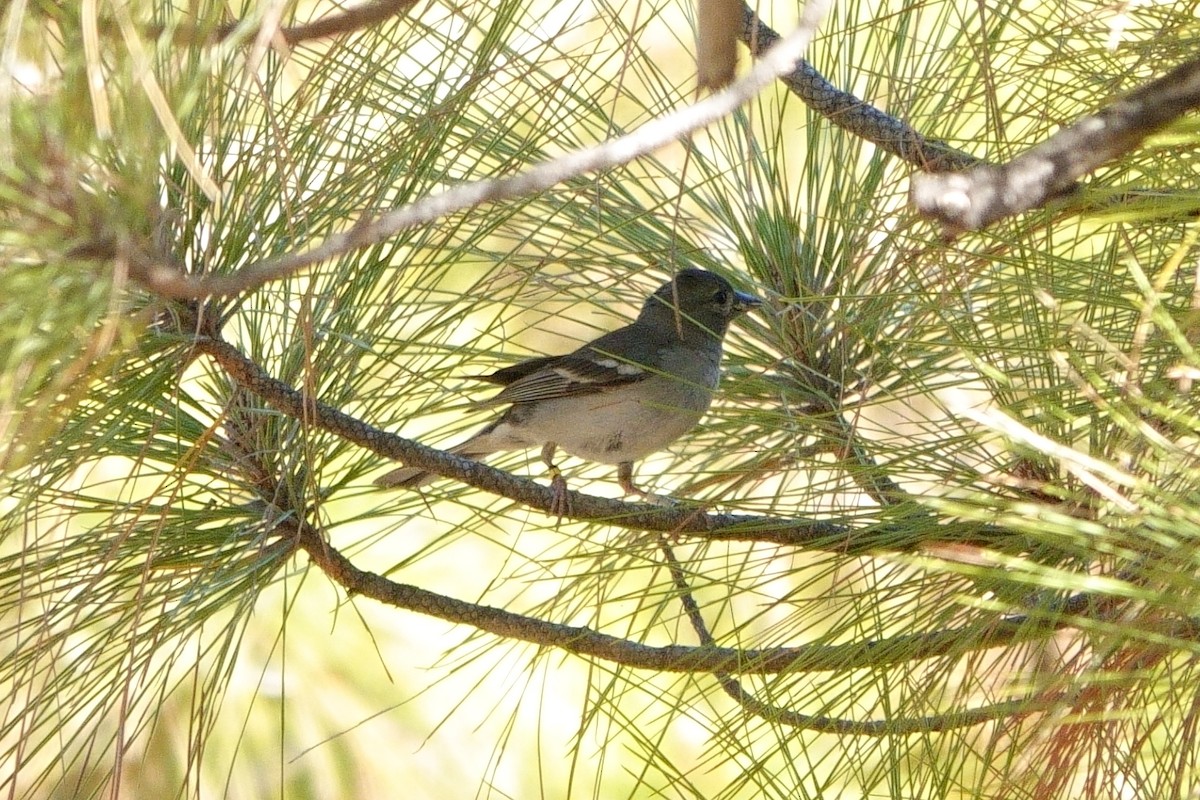 Gran Canaria Blue Chaffinch - ML620889111