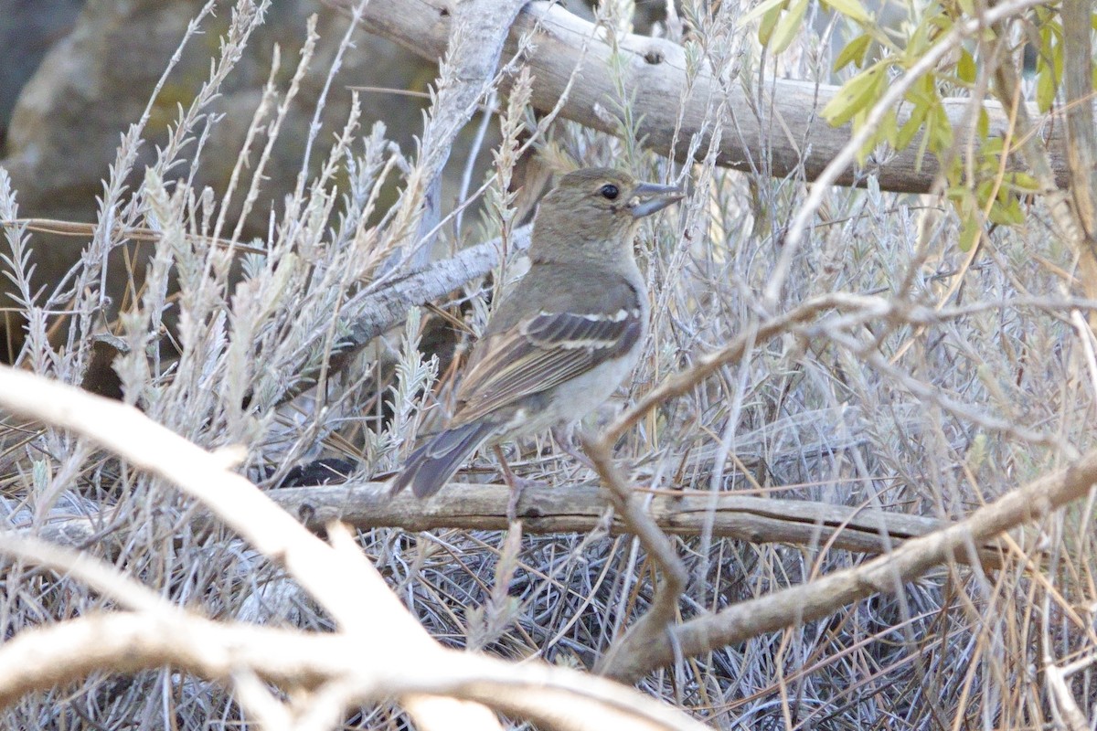 Gran Canaria Blue Chaffinch - ML620889112