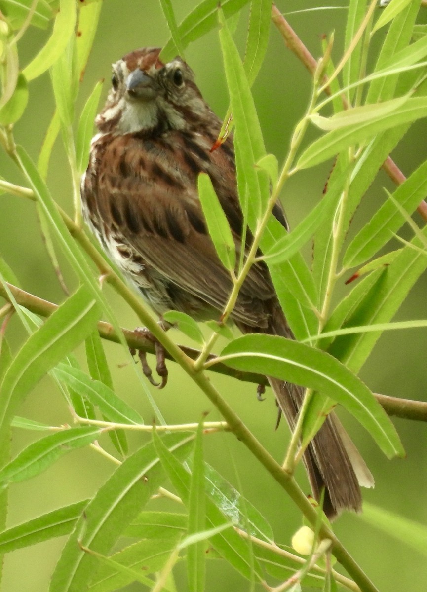 Song Sparrow - ML620889114