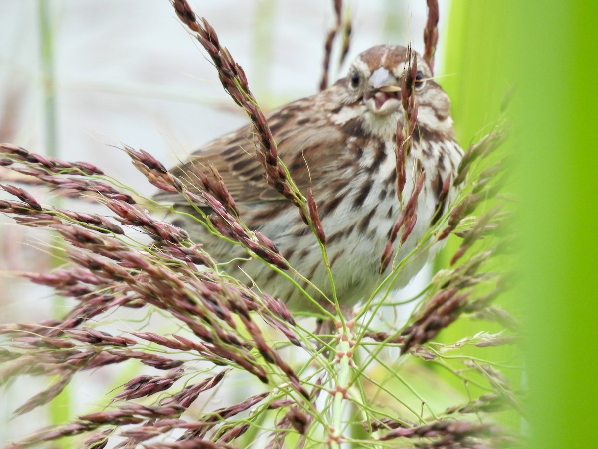 Song Sparrow - ML620889115