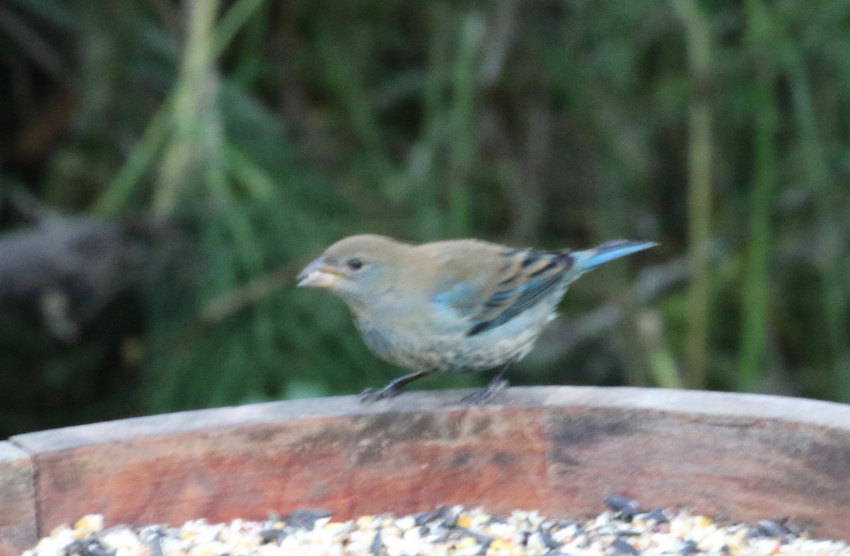 Indigo Bunting - Dan Waggoner