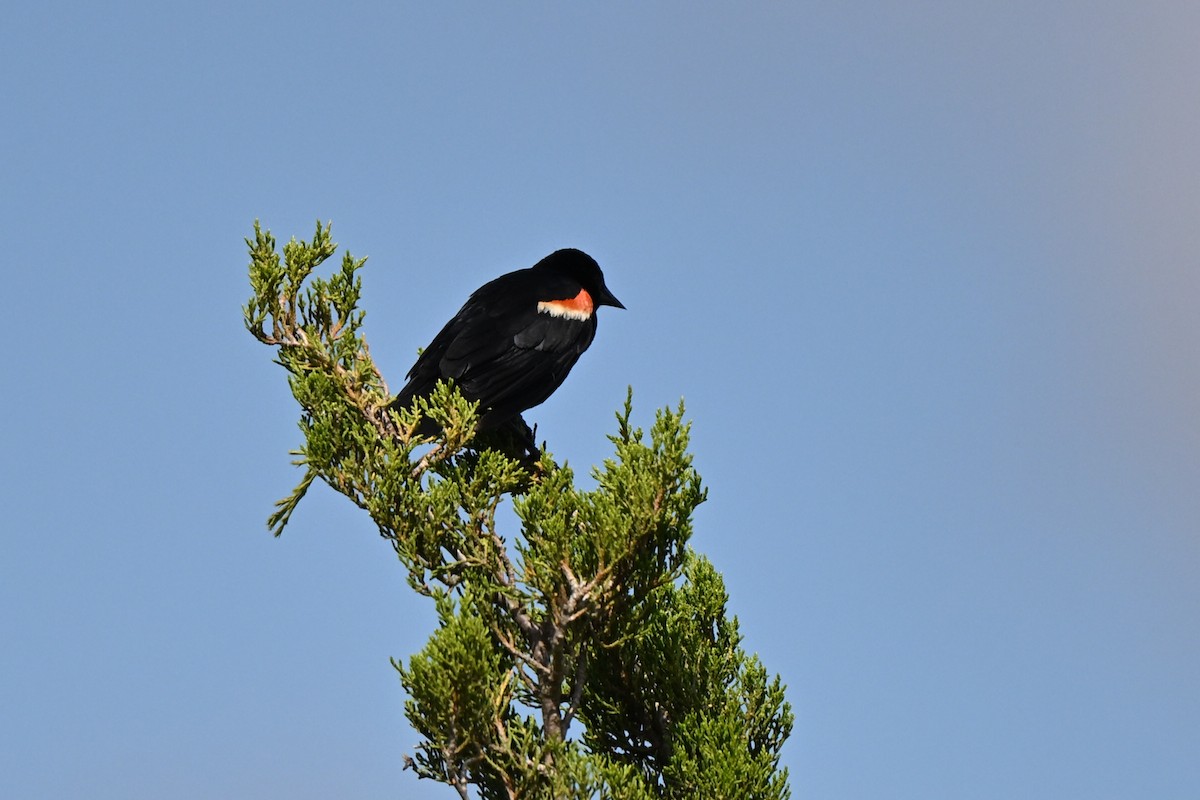 Red-winged Blackbird - ML620889117
