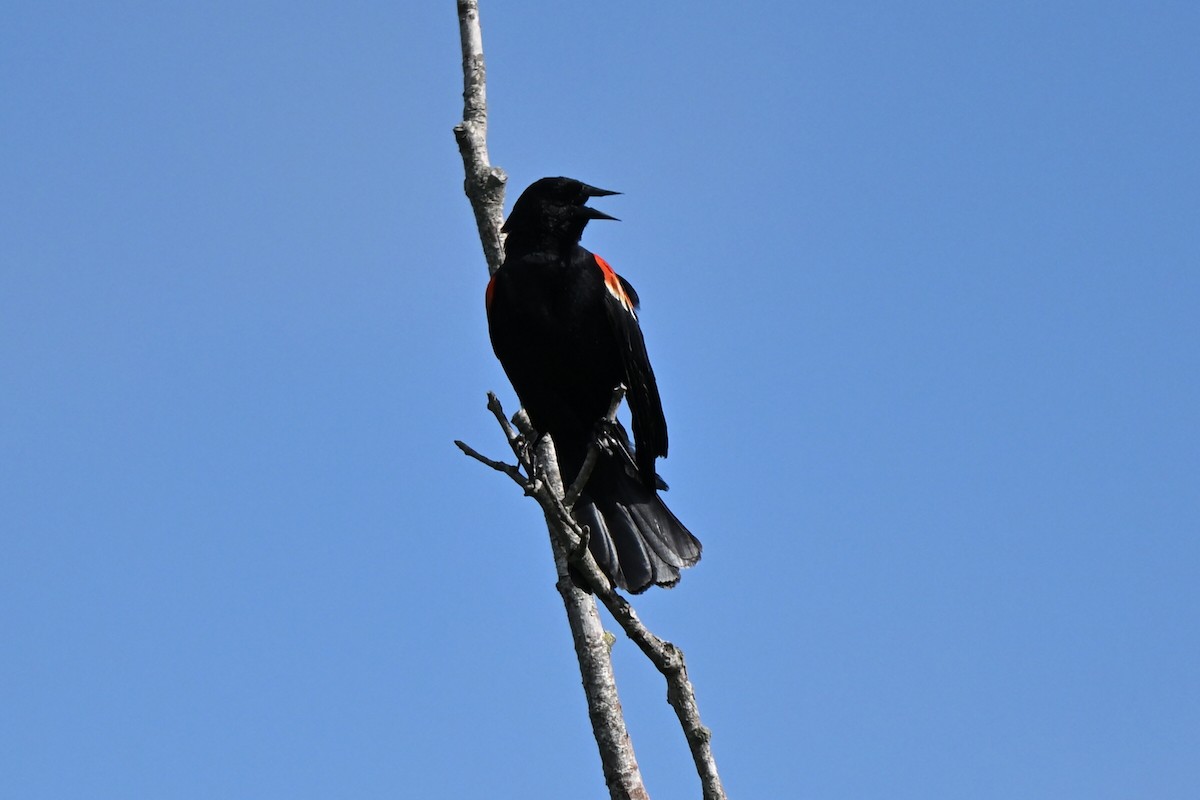 Red-winged Blackbird - ML620889118