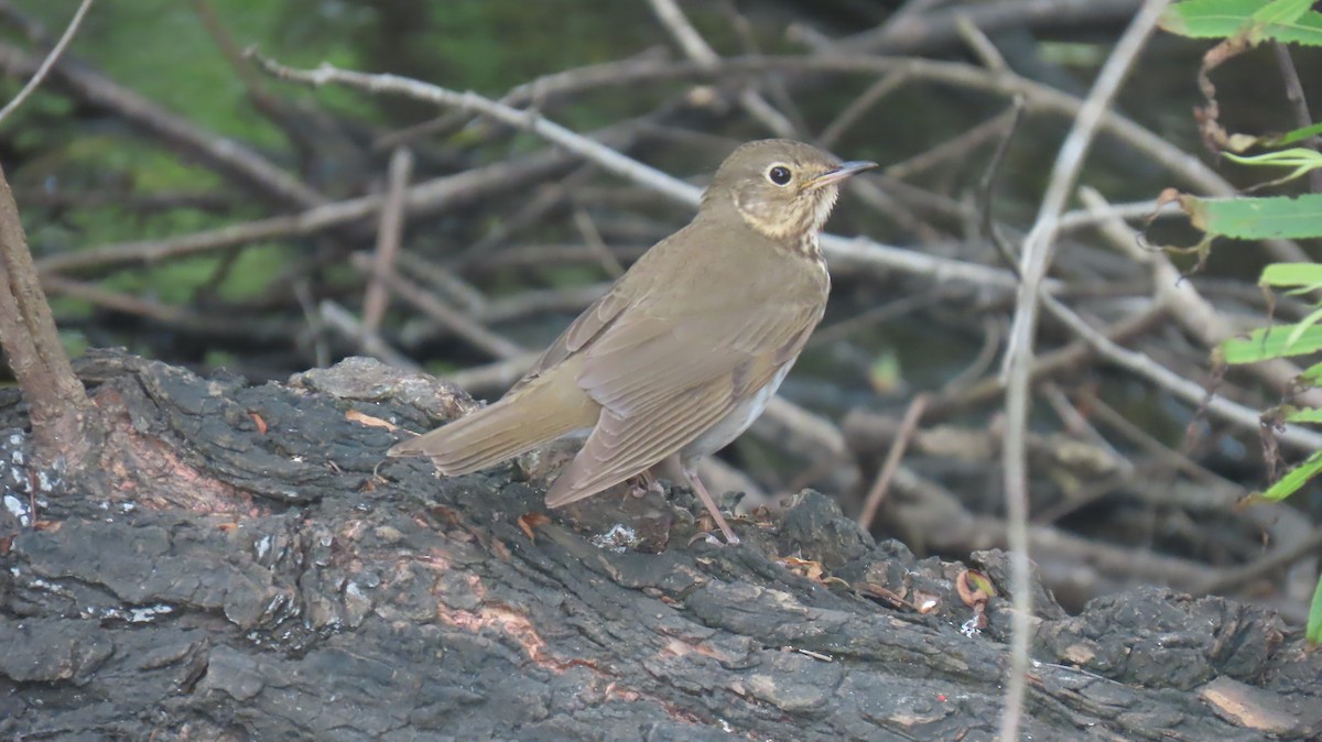 Grive à dos olive - ML620889119