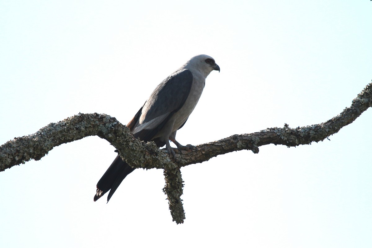 Mississippi Kite - ML620889120