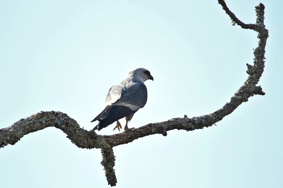 Mississippi Kite - ML620889121