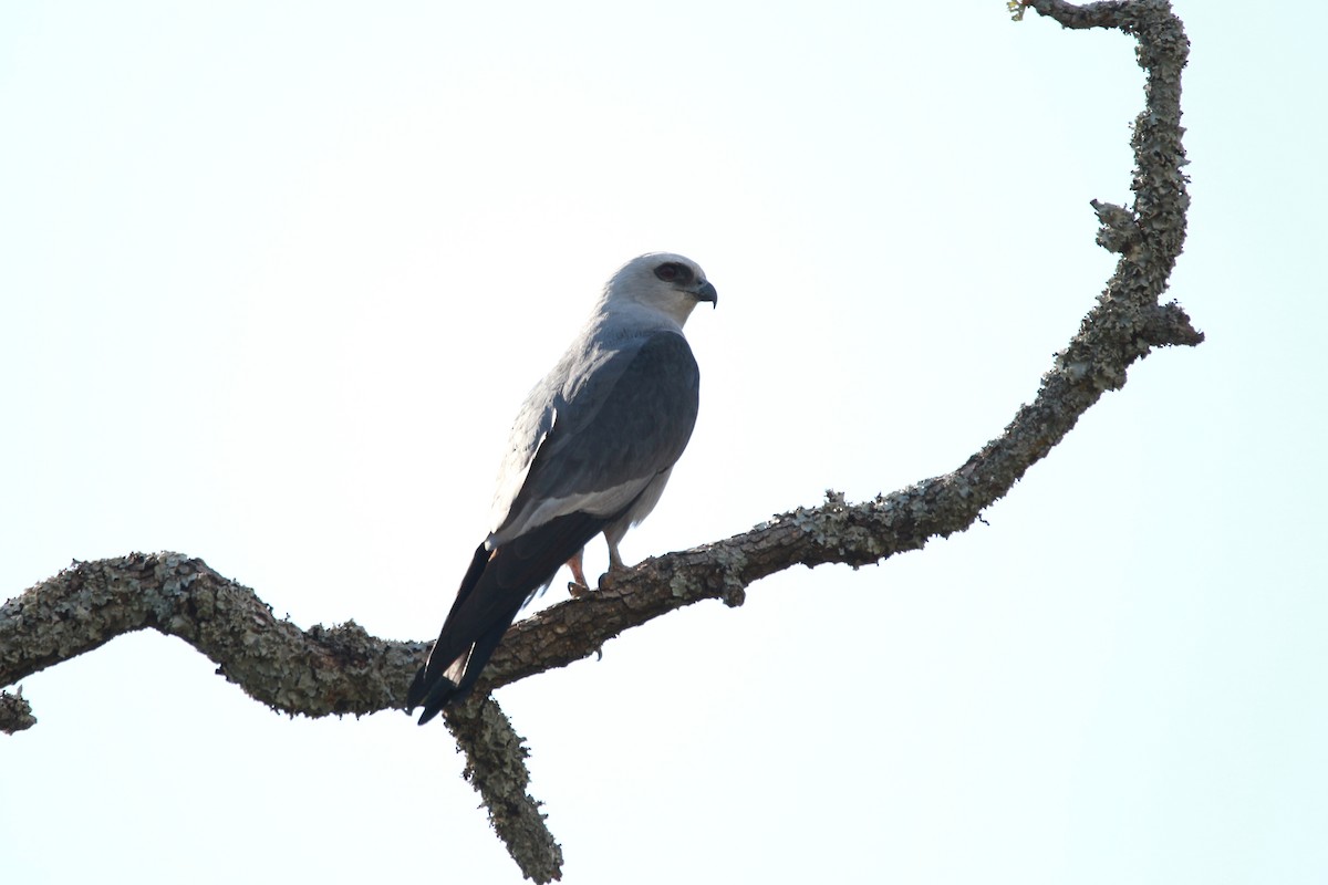 Mississippi Kite - ML620889123