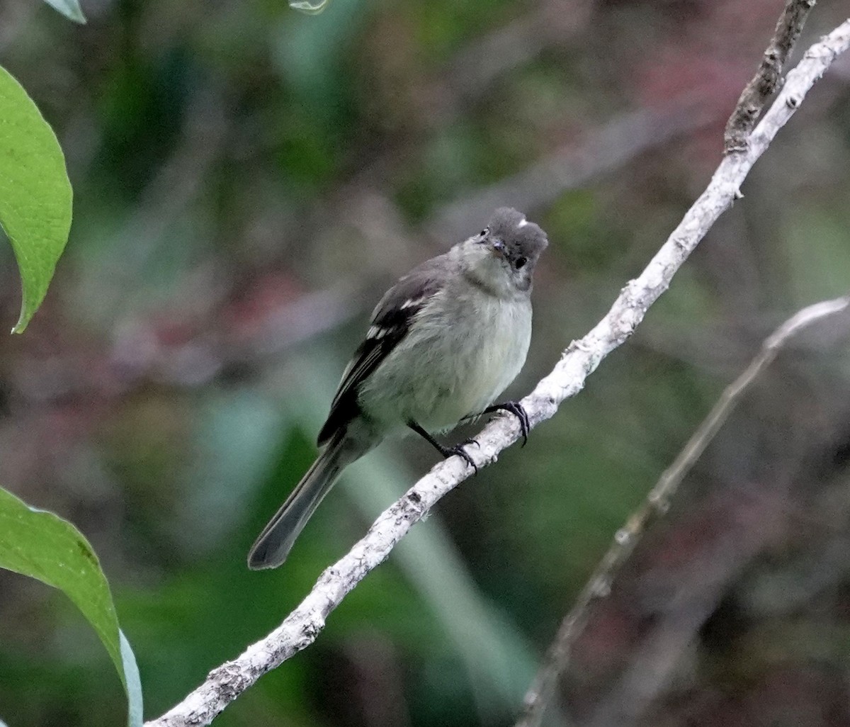 Greater Antillean Elaenia (Jamaican) - ML620889130