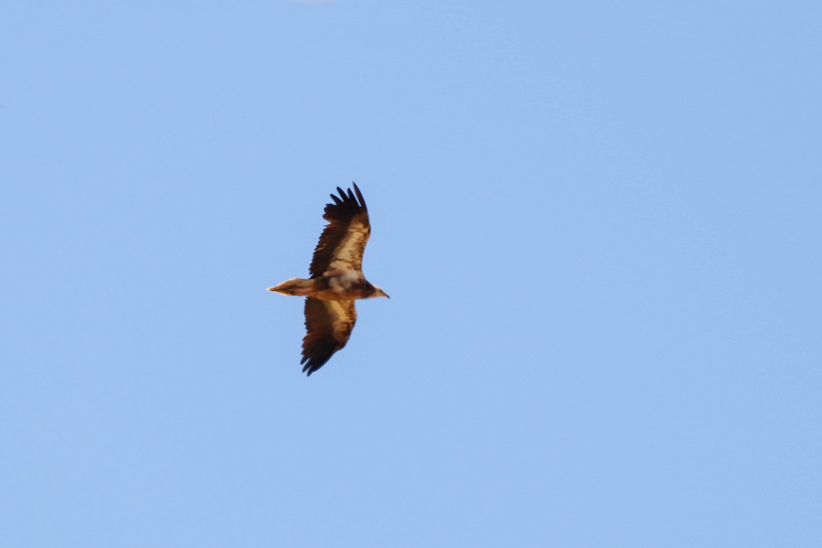 Egyptian Vulture - ML620889131