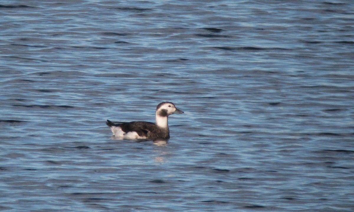 Long-tailed Duck - ML620889132