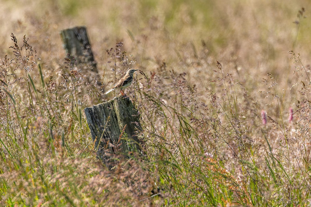 Wiesenpieper - ML620889137