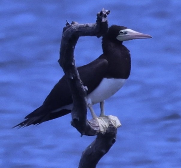 Brown Booby - ML620889138