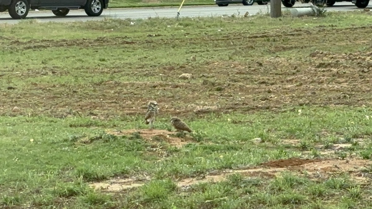 Burrowing Owl - ML620889148