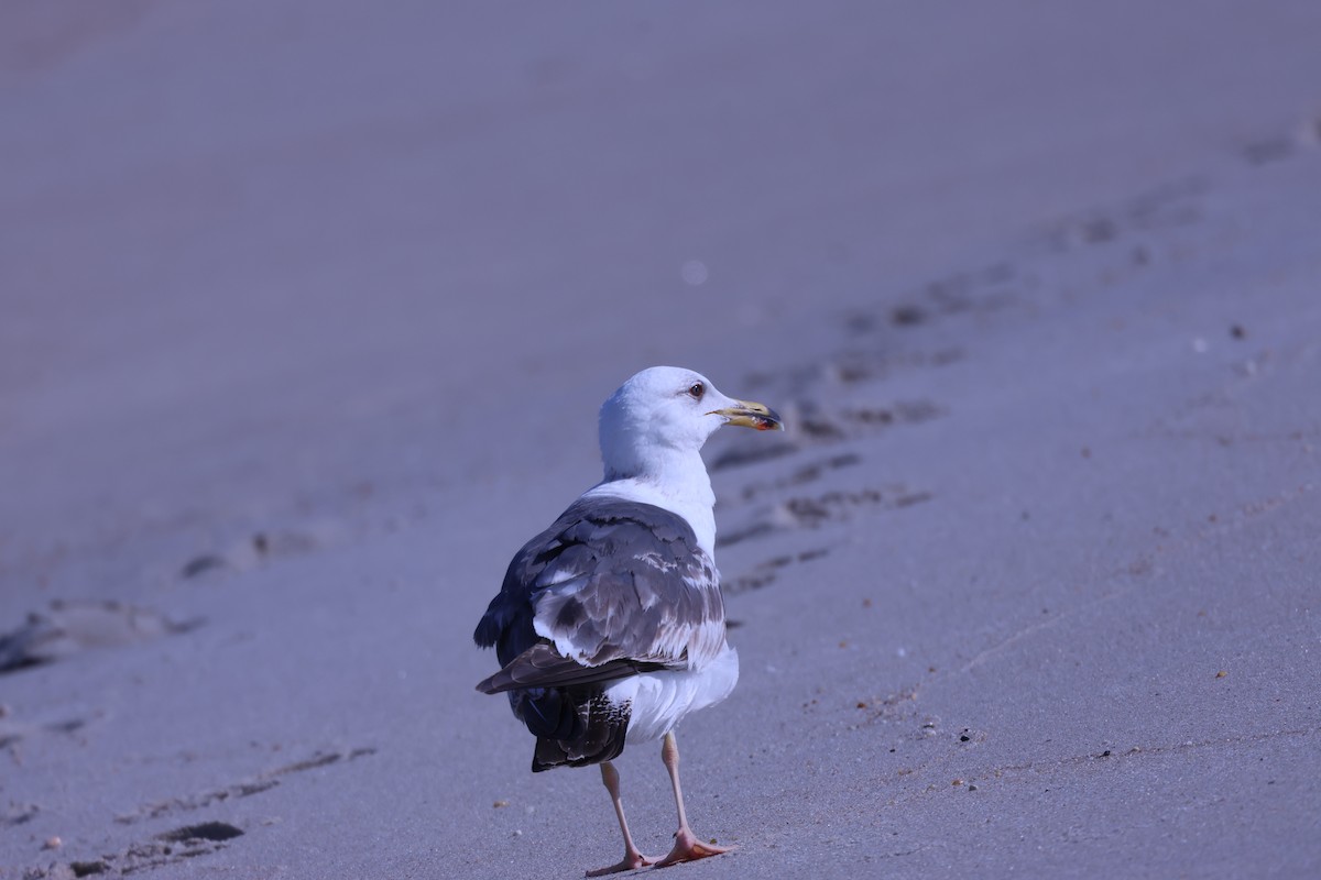 Lesser Black-backed Gull - ML620889167