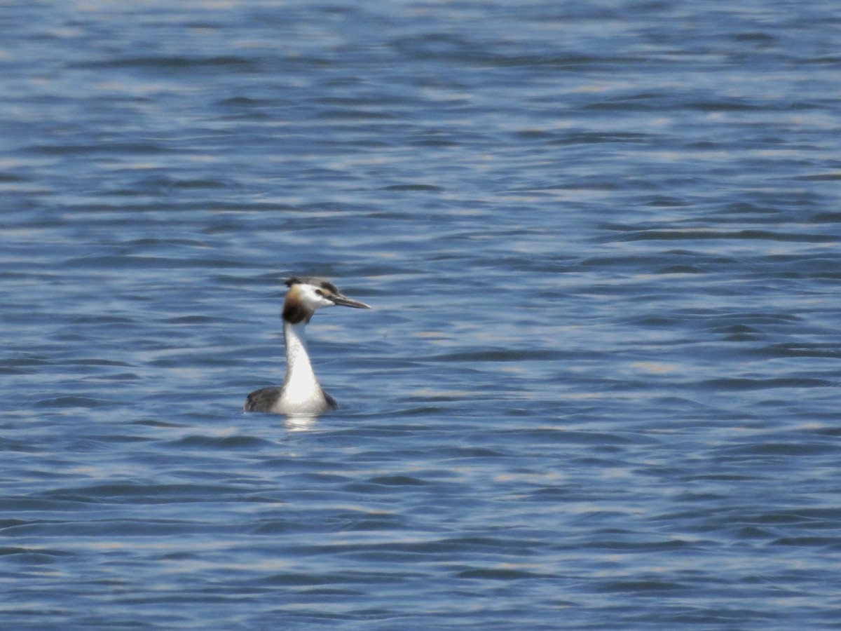 Great Crested Grebe - ML620889168