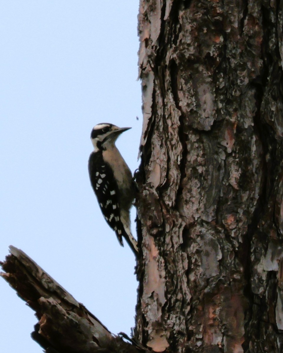 Downy Woodpecker - ML620889170