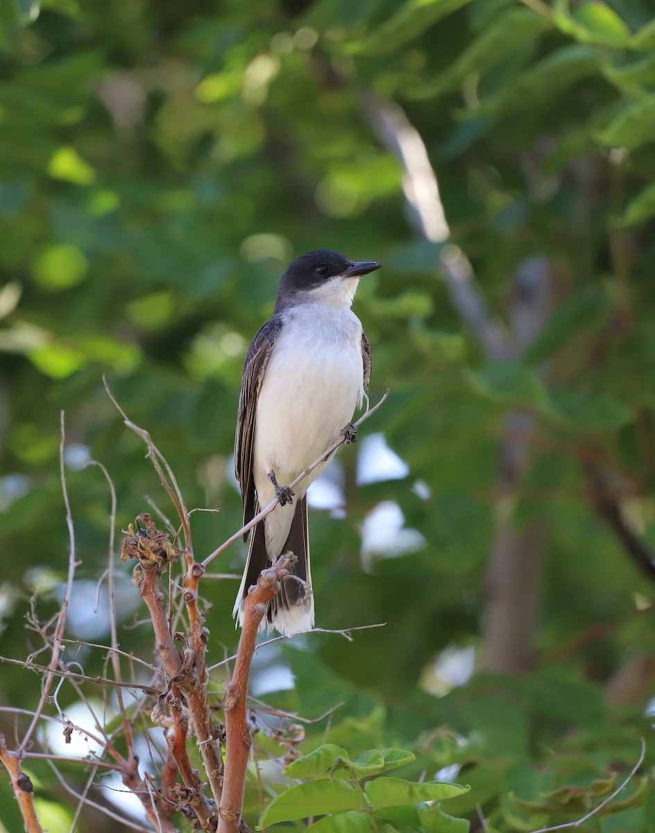 Eastern Kingbird - ML620889174