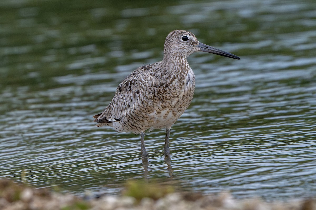 Willet - ML620889175